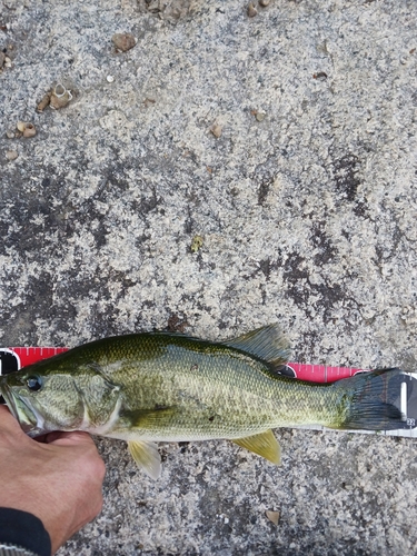 ラージマウスバスの釣果