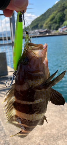 アオハタの釣果