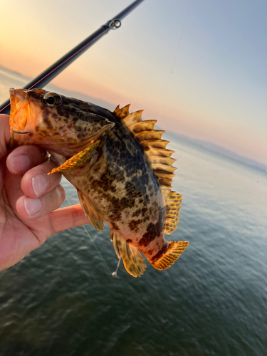 タケノコメバルの釣果