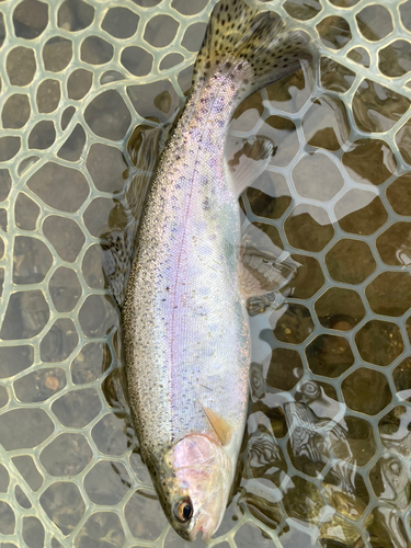 ニジマスの釣果