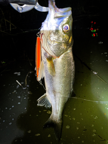 スズキの釣果