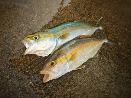 ネリゴの釣果