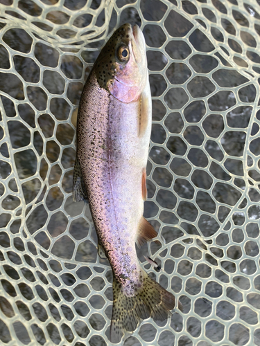 ニジマスの釣果