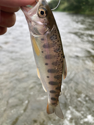 ヤマメの釣果