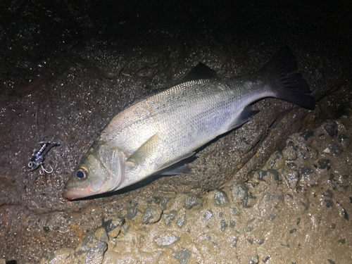 フッコ（ヒラスズキ）の釣果