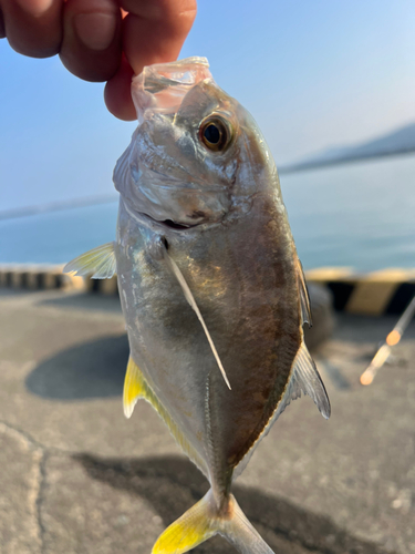 メッキの釣果