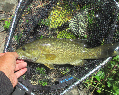 スモールマウスバスの釣果