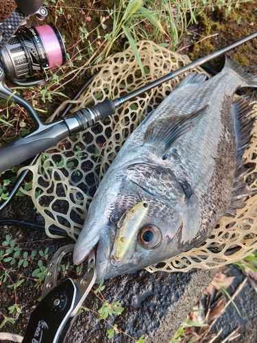 チヌの釣果