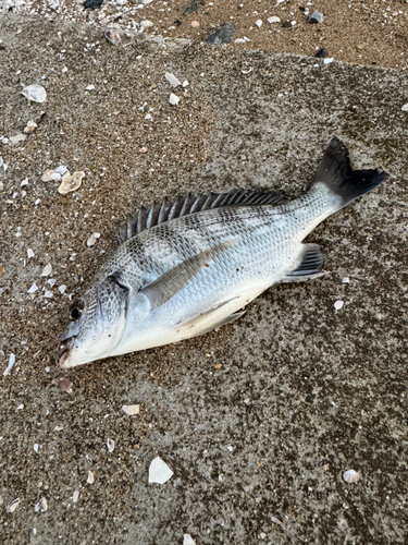 キビレの釣果