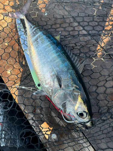 ヨコワの釣果