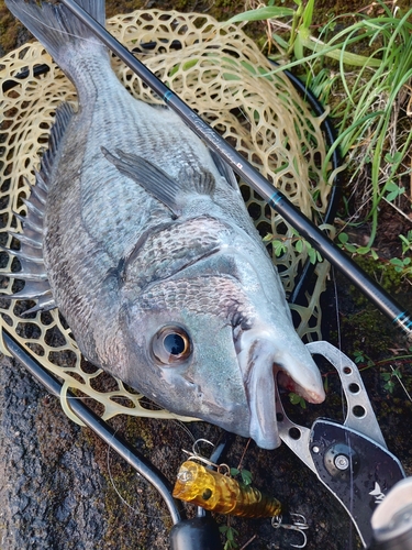 チヌの釣果