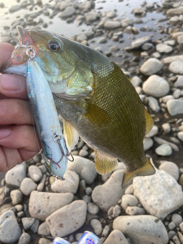 スモールマウスバスの釣果