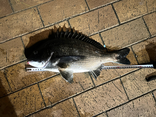 チヌの釣果