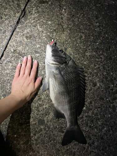 クロダイの釣果