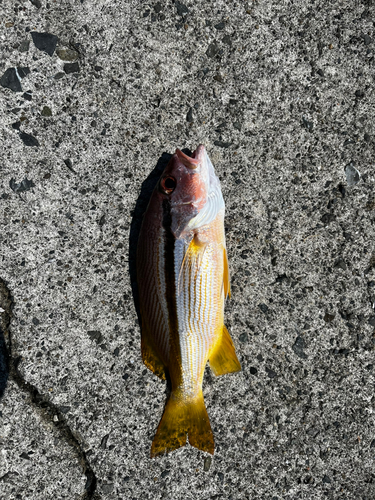 ヨコスジフエダイの釣果