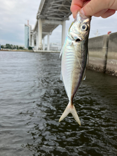 マアジの釣果