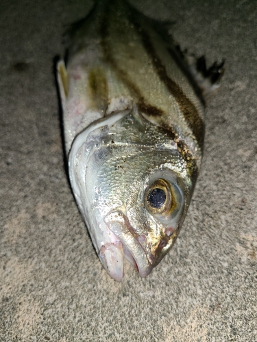 コトヒキの釣果