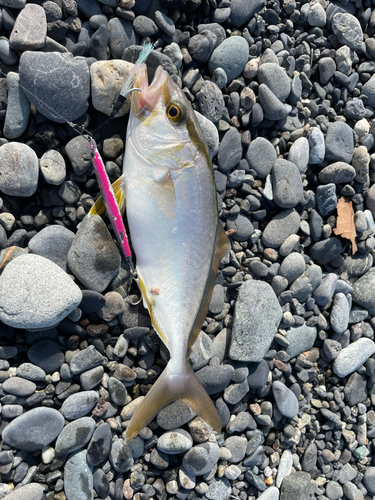 ワカシの釣果