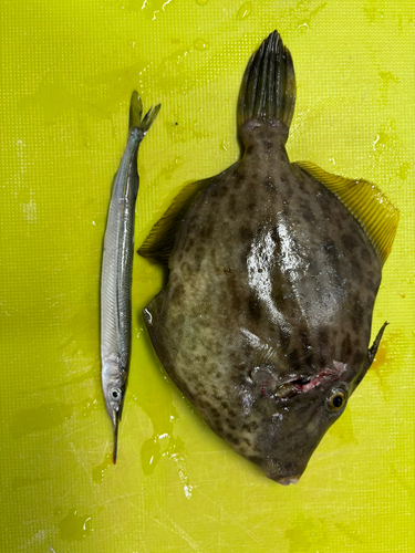 カワハギの釣果