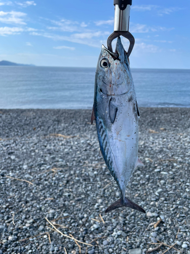 カツオの釣果