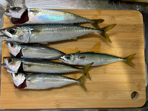 サバの釣果