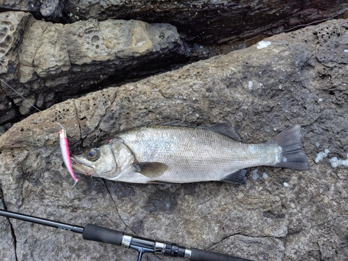 ヒラスズキの釣果