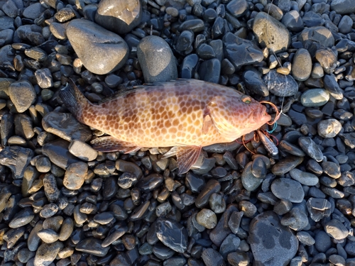 オオモンハタの釣果