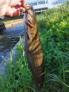 マナマズの釣果