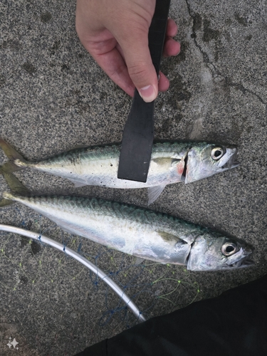 マサバの釣果