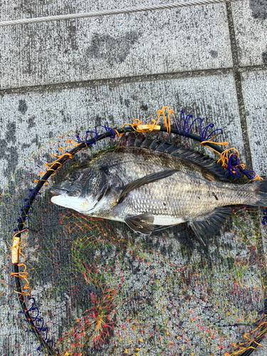 クロダイの釣果