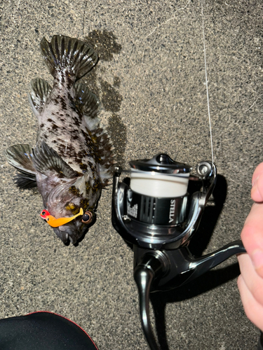 オウゴンムラソイの釣果