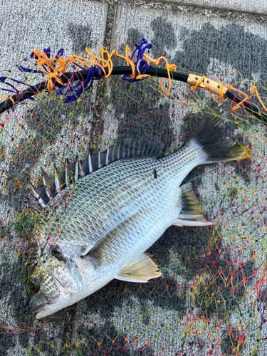 クロダイの釣果