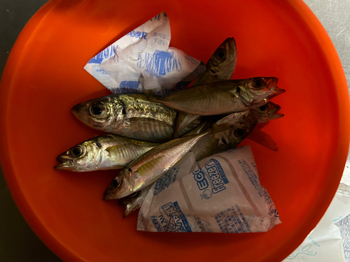 アジの釣果