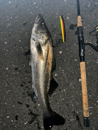 シーバスの釣果