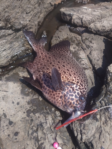 イシガキダイの釣果