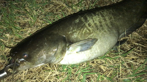 ナマズの釣果