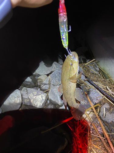 カワアナゴの釣果