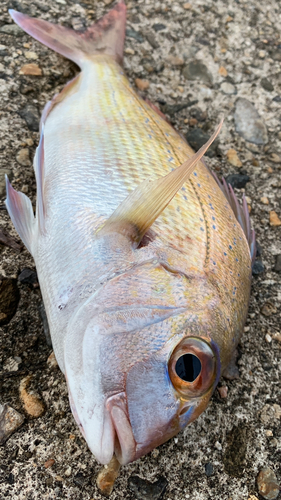 タイの釣果