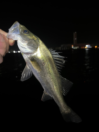 セイゴ（ヒラスズキ）の釣果