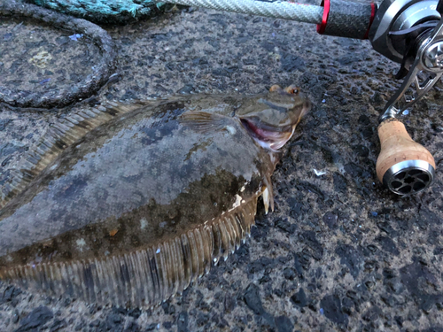 カレイの釣果