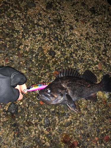 クロソイの釣果