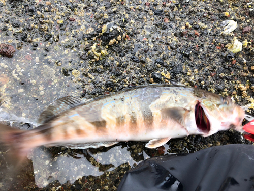 ホッケの釣果