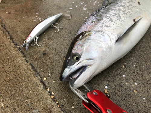 サクラマスの釣果