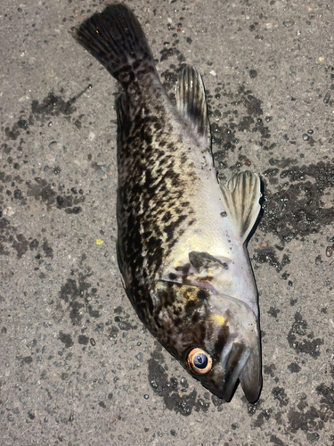 クロソイの釣果