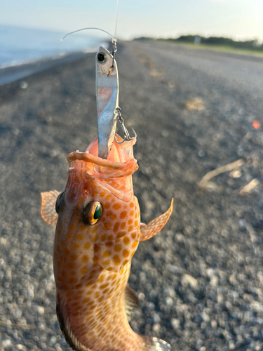 オオモンハタの釣果