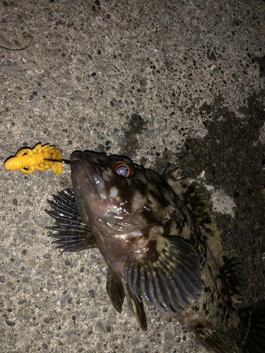 オウゴンムラソイの釣果