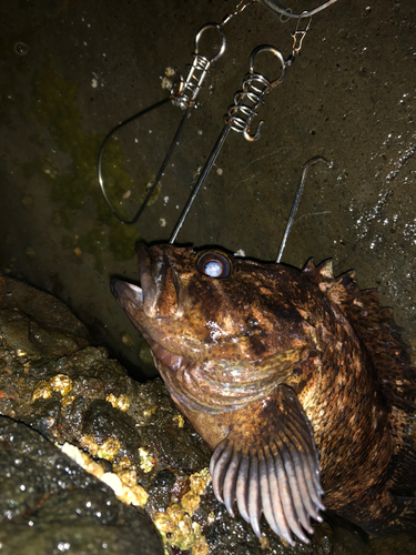 オウゴンムラソイの釣果