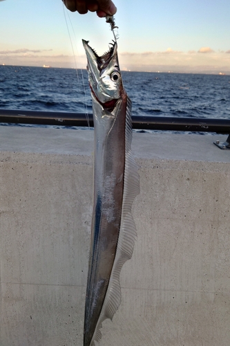 タチウオの釣果