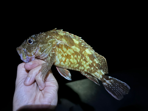 カサゴの釣果