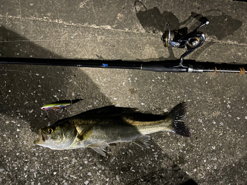 シーバスの釣果